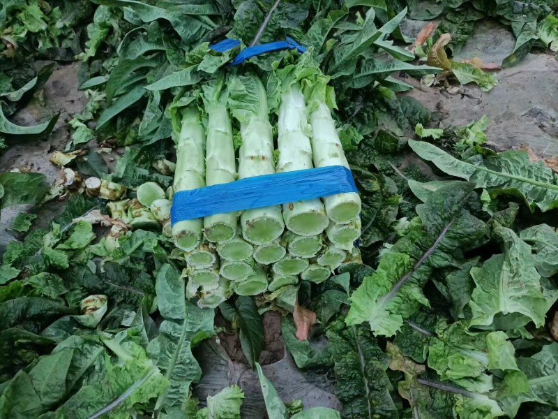 精品红莴笋产地直销量大从优全国走车发货可视频考察看货