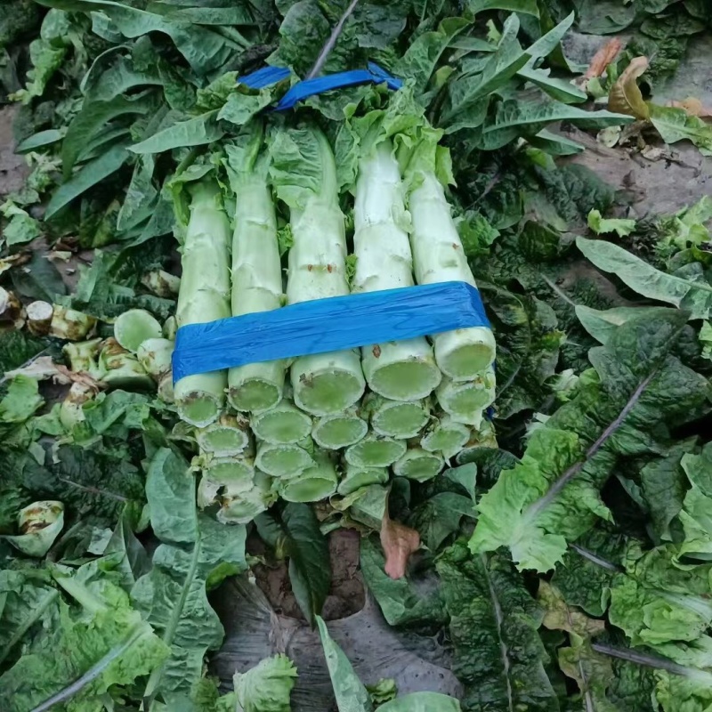 精品红莴笋产地直销量大从优全国走车发货可视频考察看货