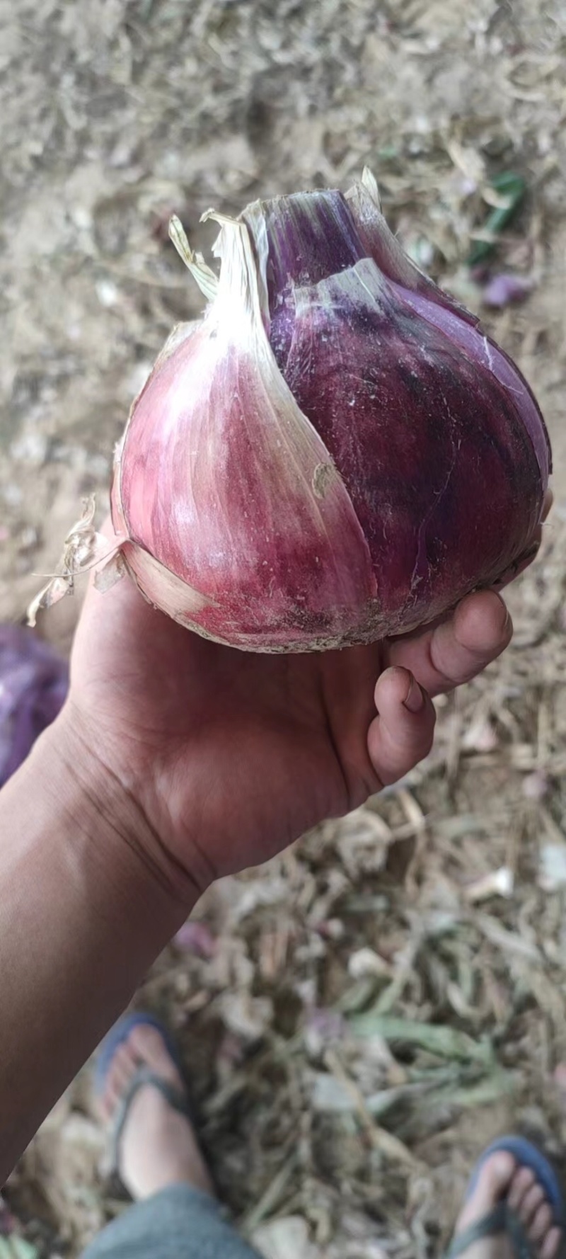 精品红皮洋葱大量上市全国发车走货可实地考察视频看货