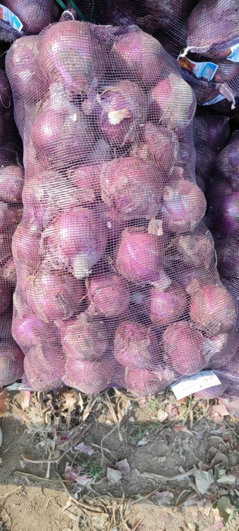 精品红皮洋葱大量上市全国发车走货可实地考察视频看货