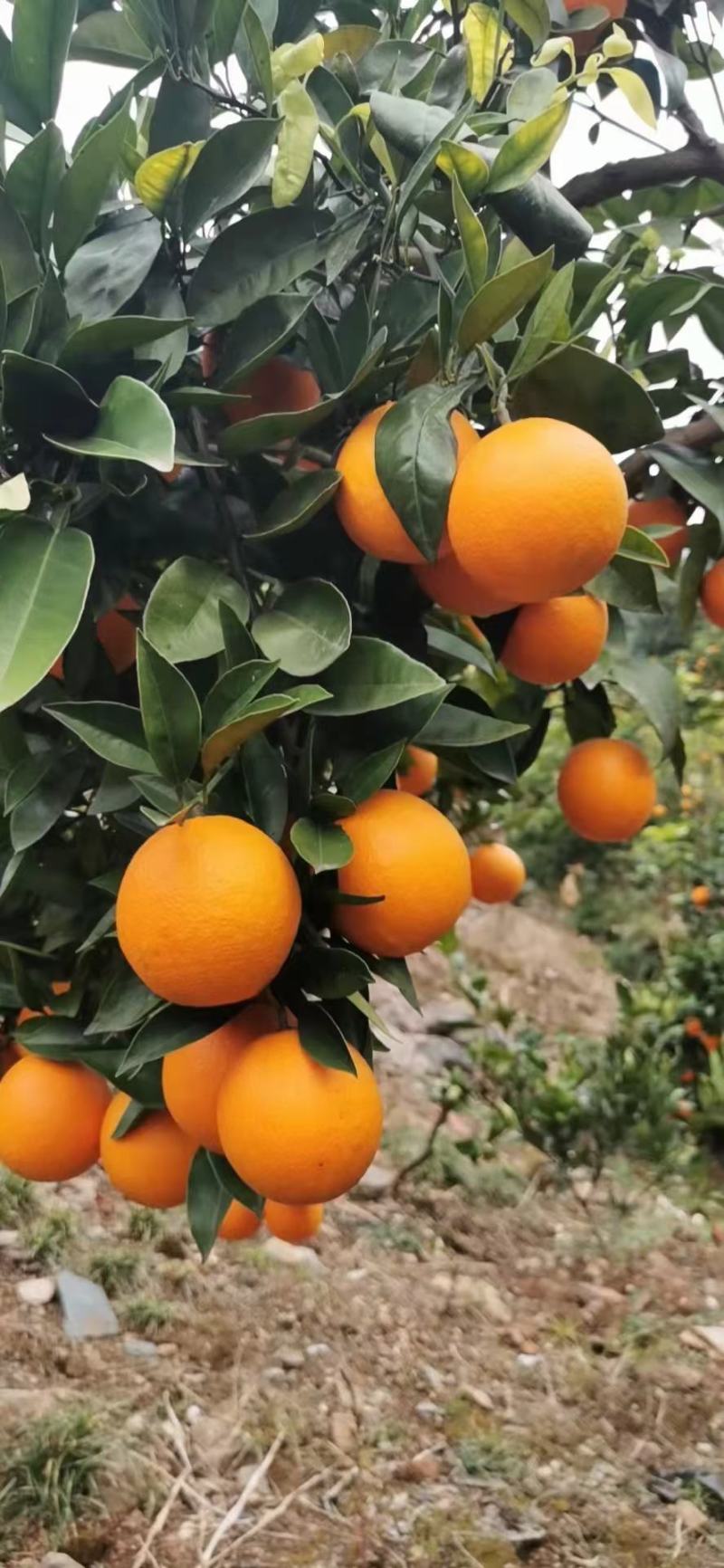 A甜橙脐橙水分充足入口化渣对接电商市场批发