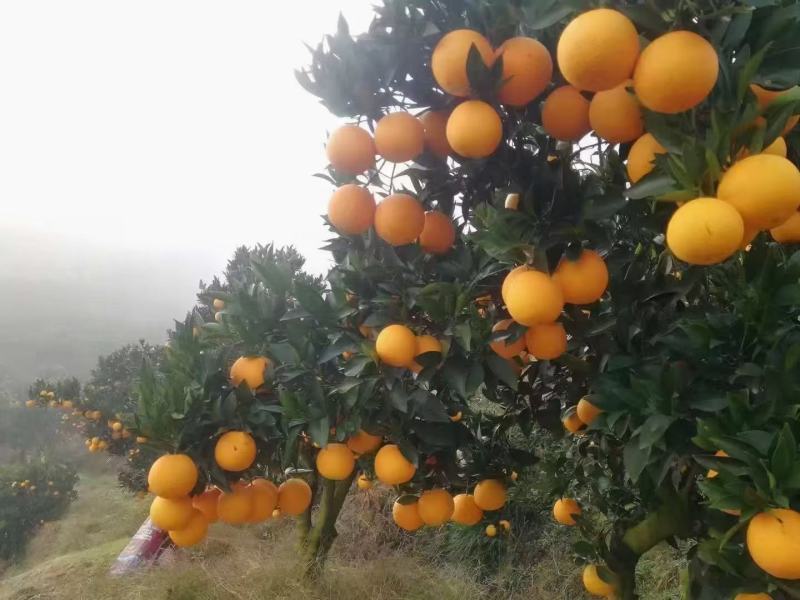 A甜橙脐橙水分充足入口化渣对接电商市场批发