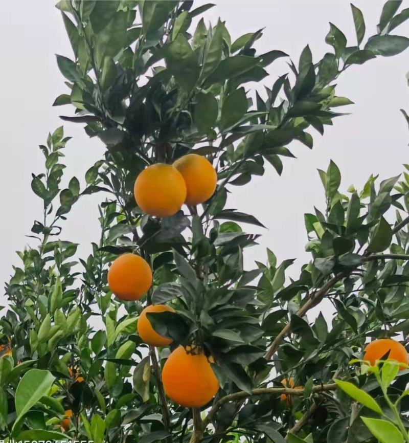 A甜橙脐橙水分充足入口化渣对接电商市场批发