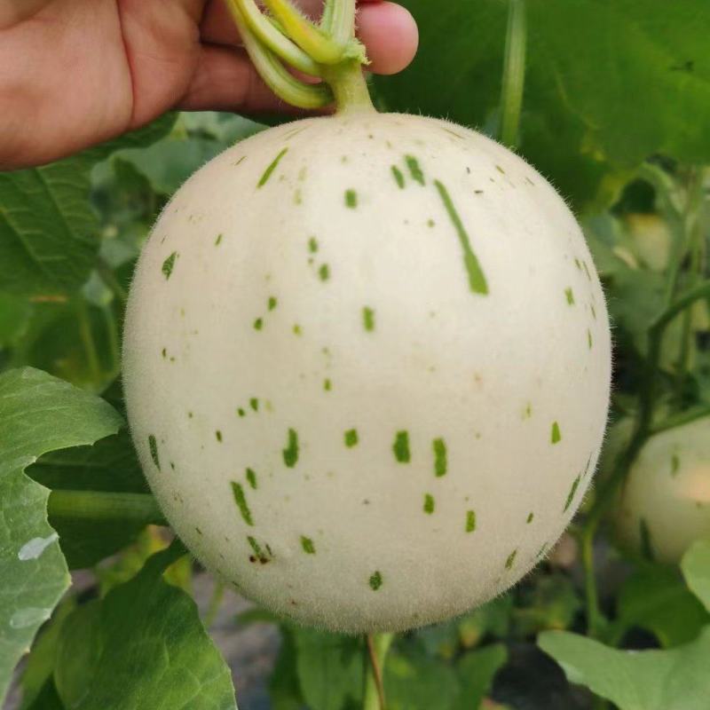 蜜露甜瓜，香甜可口，即将大量上市，货源充足，基地代发代收