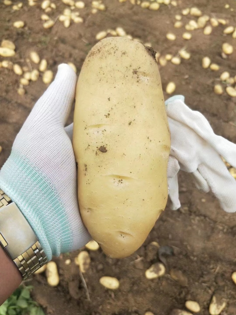 精品土豆产地直销批发价格好品质有保障可实地看货