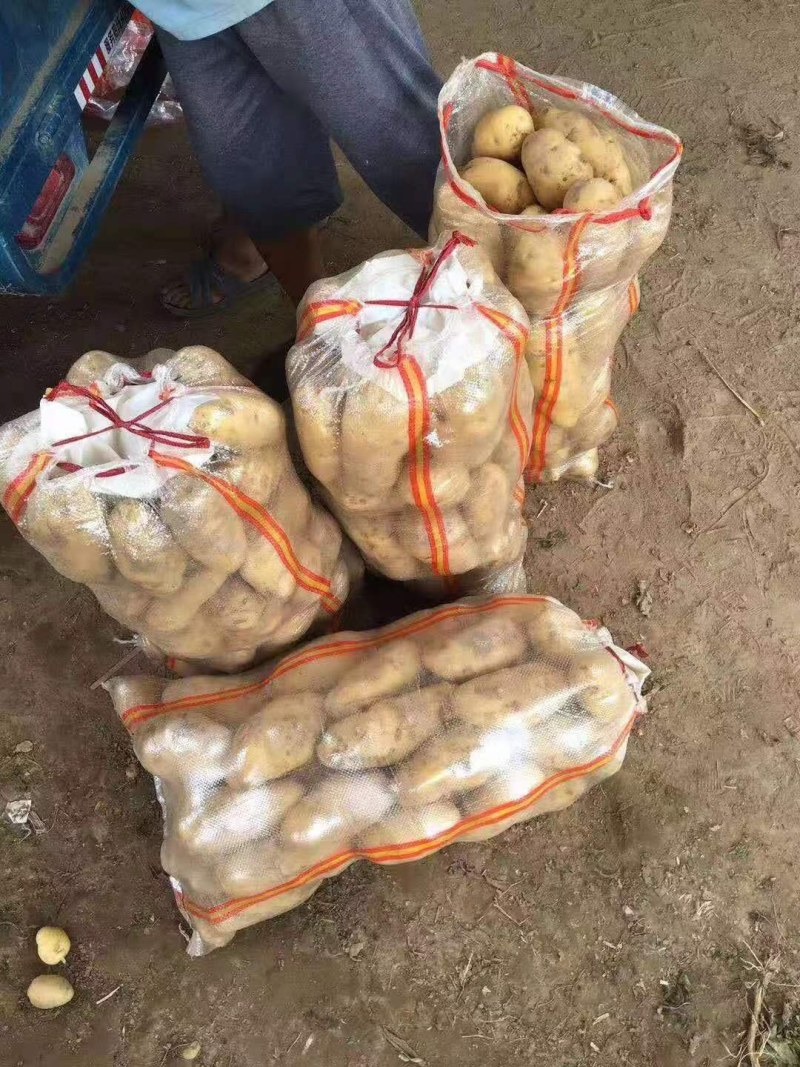 精品土豆产地直销批发价格好品质有保障可实地看货