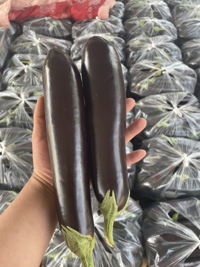 黑茄精品长茄大量供应产地批发货源充足代发全国