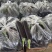 黑茄精品长茄大量供应产地批发货源充足代发全国