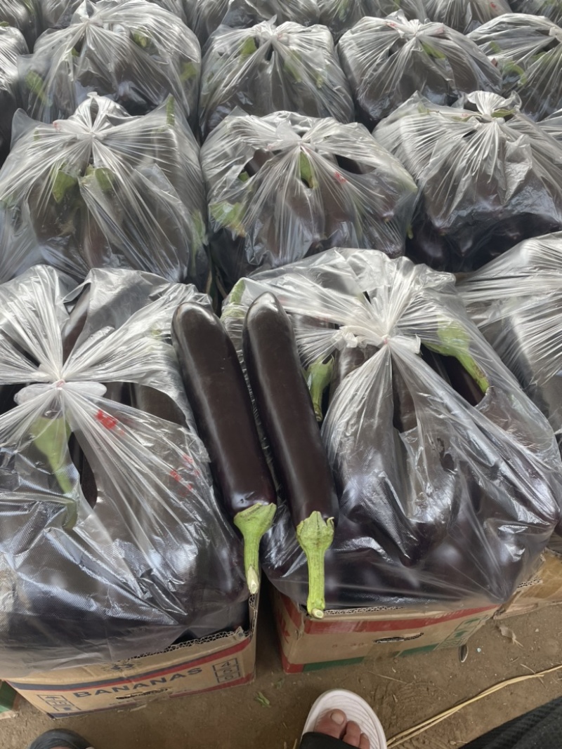 黑茄精品长茄大量供应产地批发货源充足代发全国