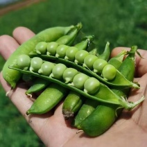 湖北襄阳青豌豆荚大量上市每天十万多斤以上