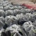 黑茄精品长茄大量供应产地批发货源充足代发全国