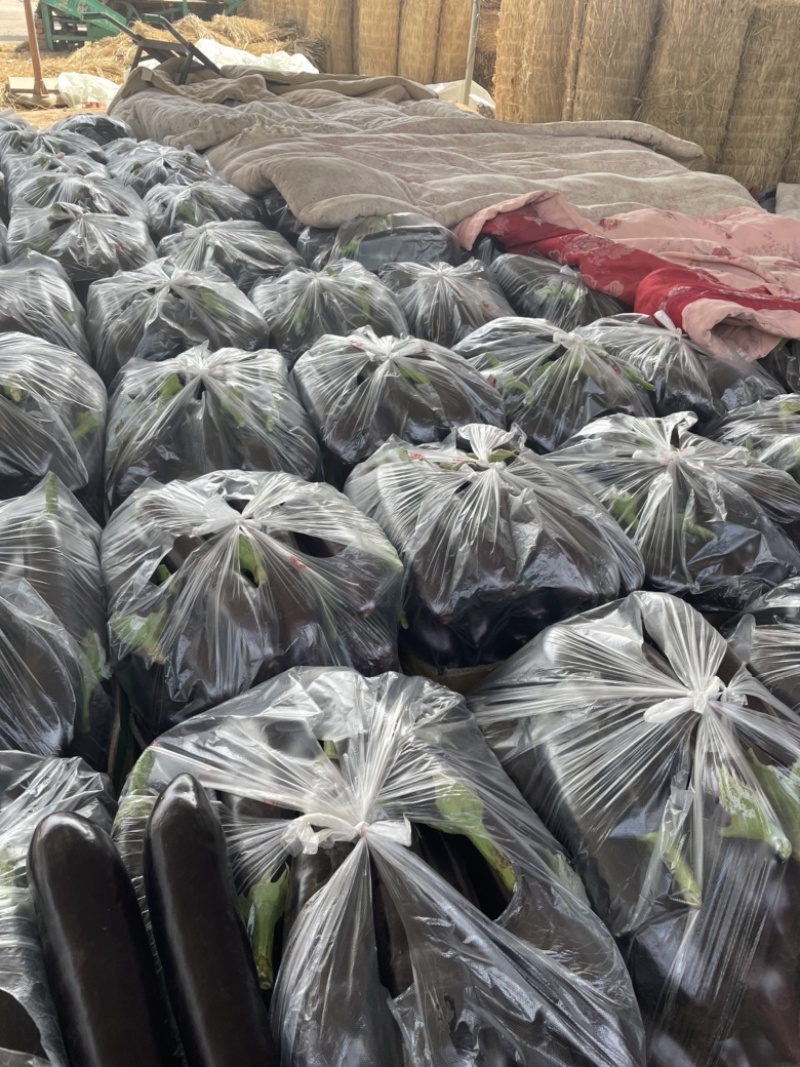黑茄精品长茄大量供应产地批发货源充足代发全国