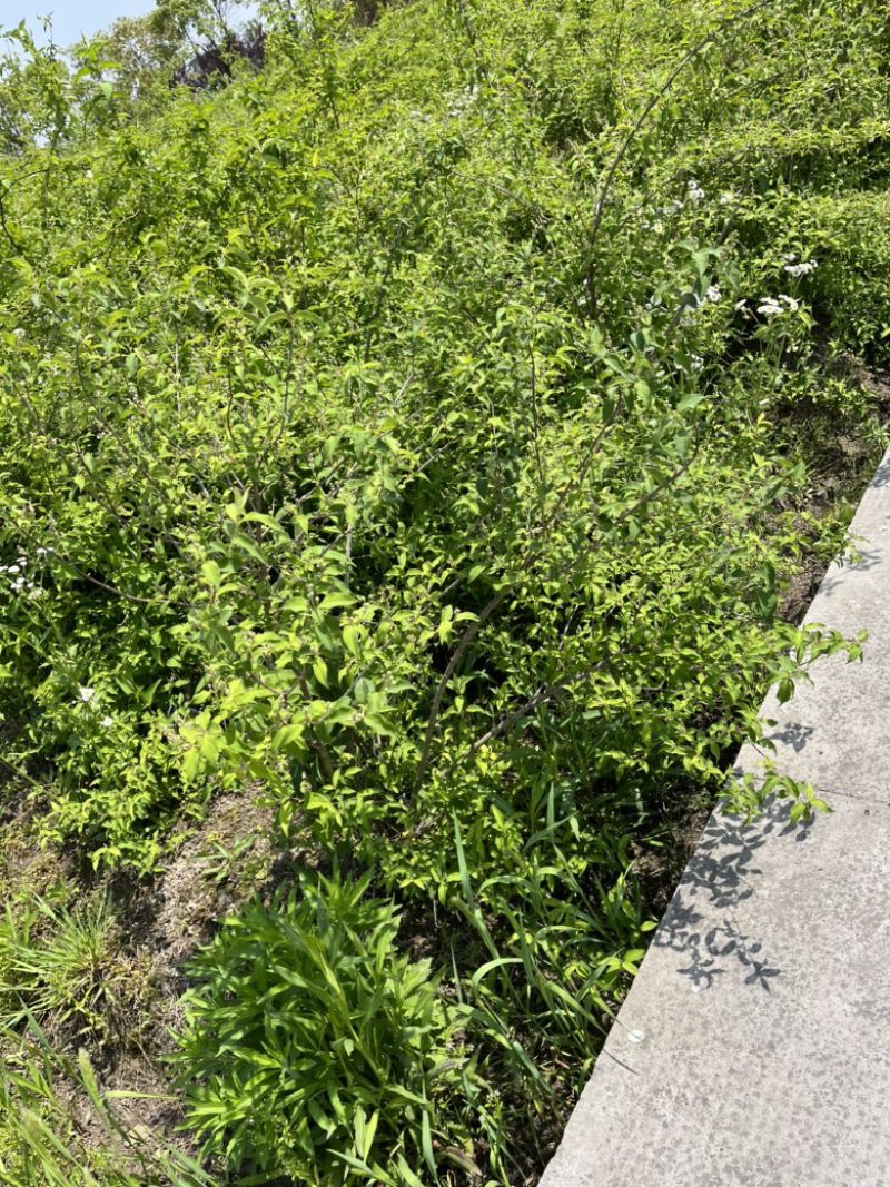 溲疏