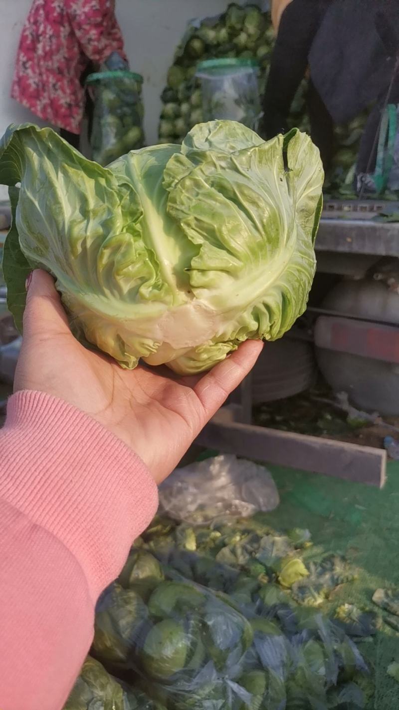 甘蓝