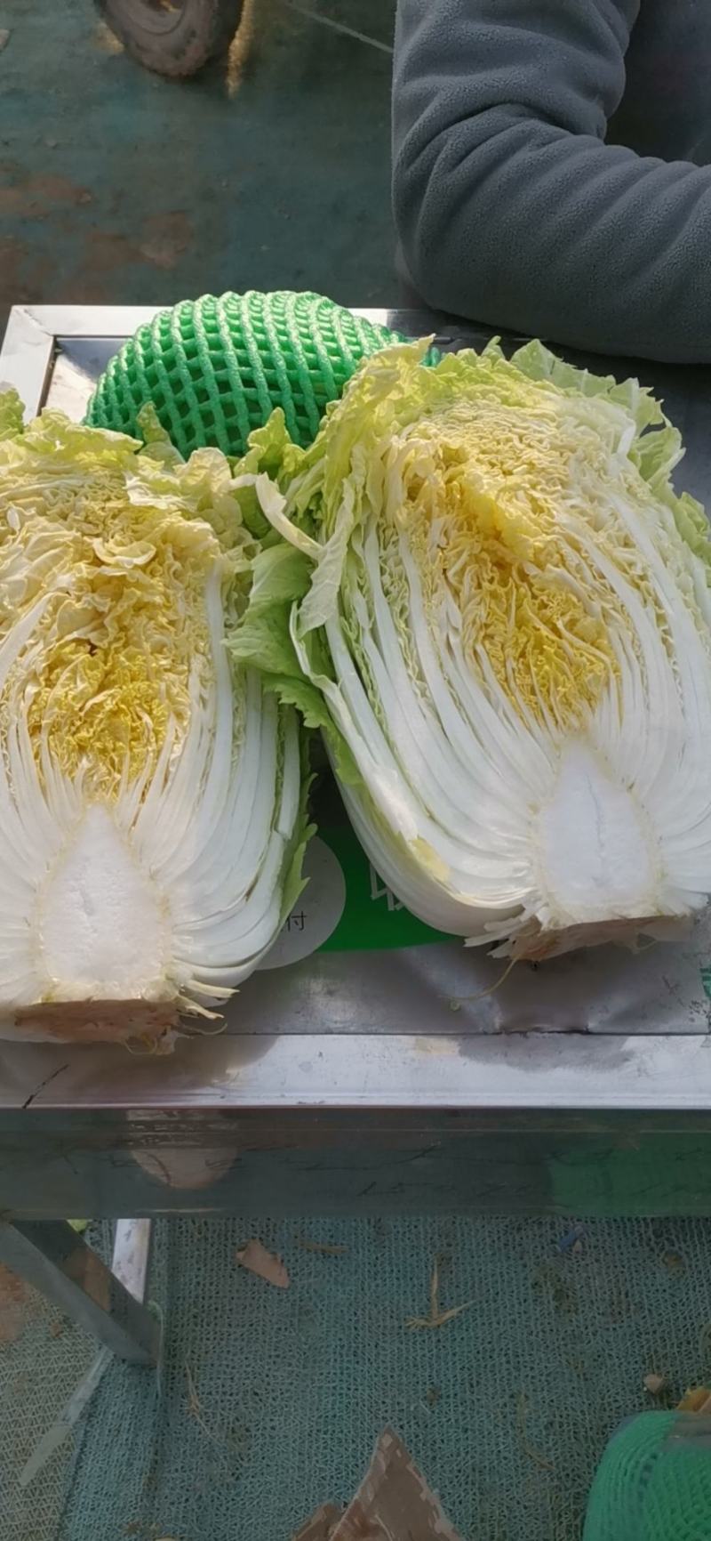 甘蓝