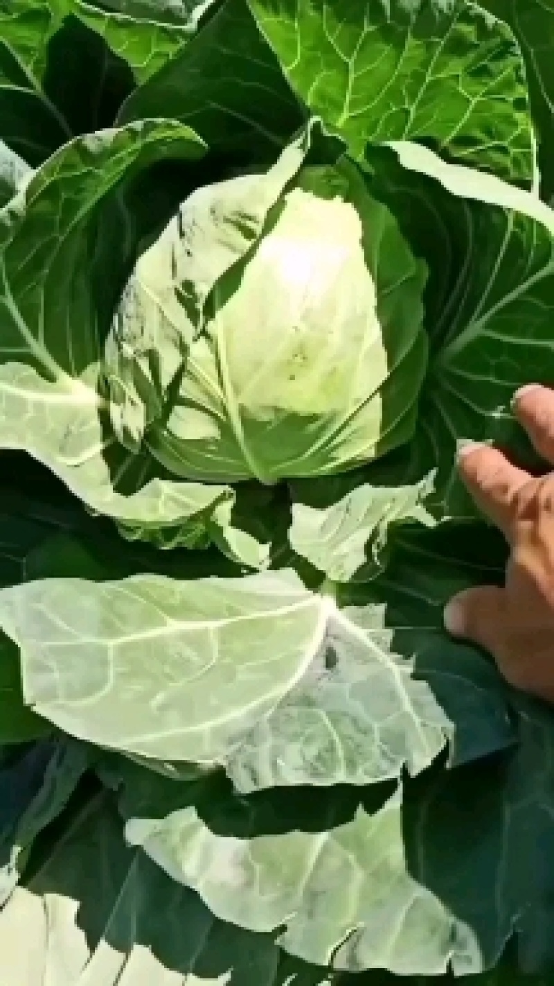 甘蓝