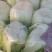 甘蓝