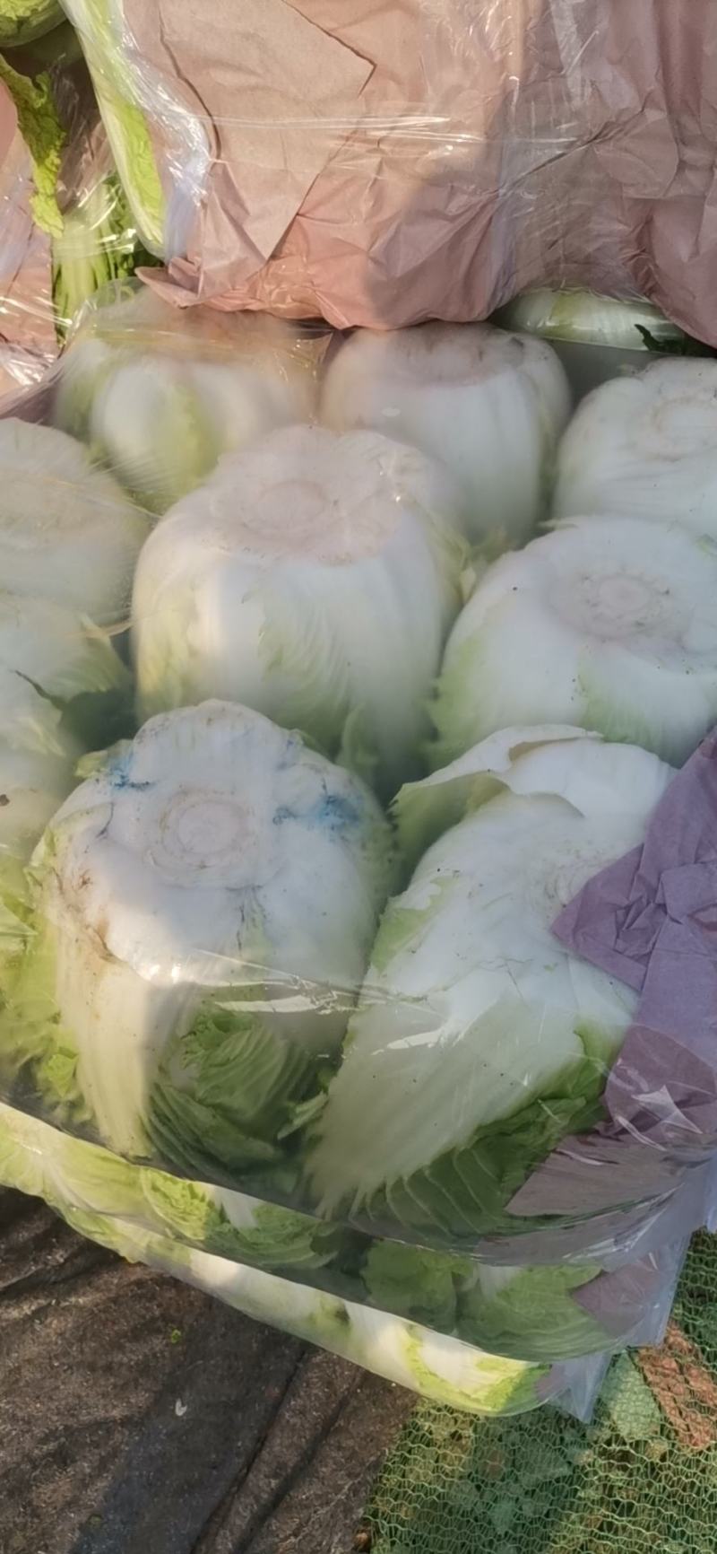甘蓝