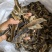 地龙段新店开业量大从优薄利多销物美价廉欢迎选购