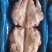 母猪无耳头