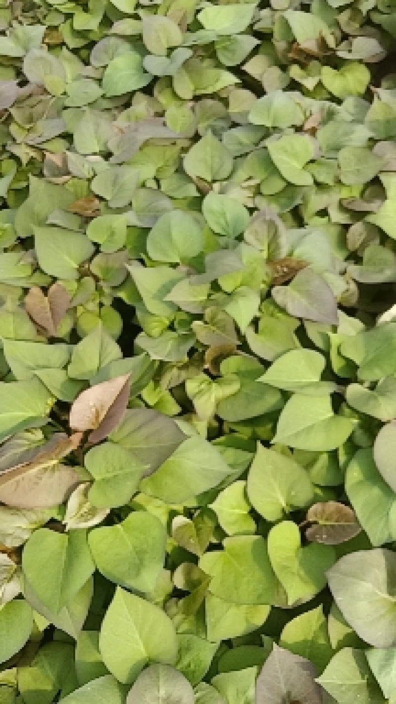 红薯苗，地瓜苗全国接单视频看货