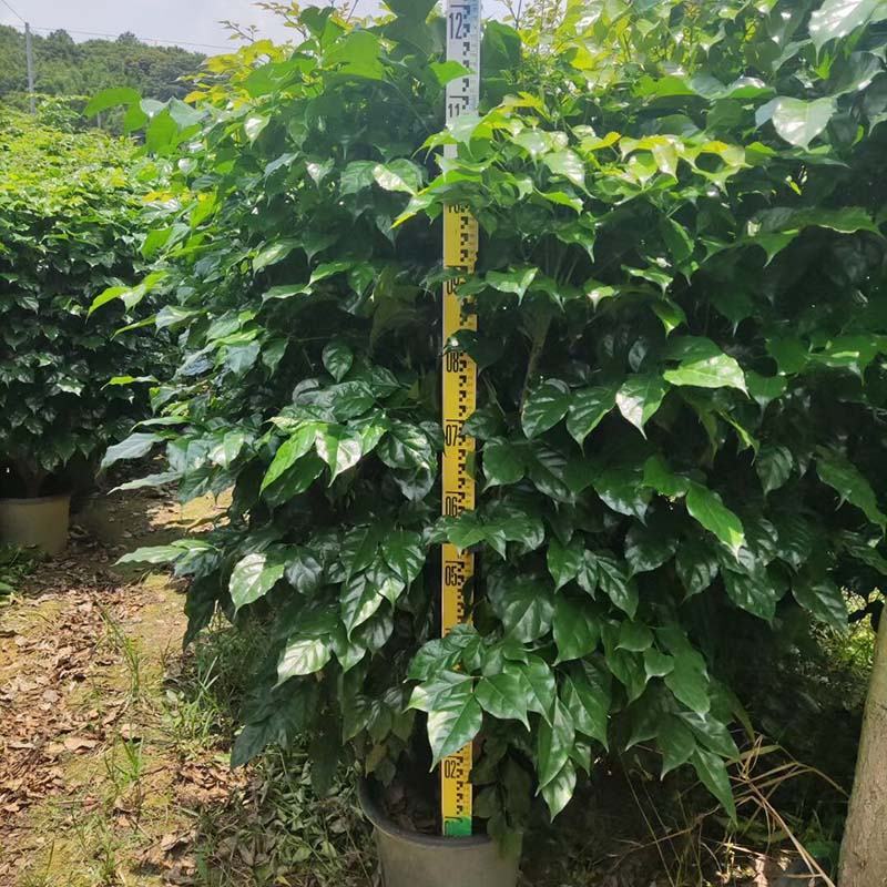 绿宝树盆景批发海南菜豆树盆栽幸福树小红盆报价