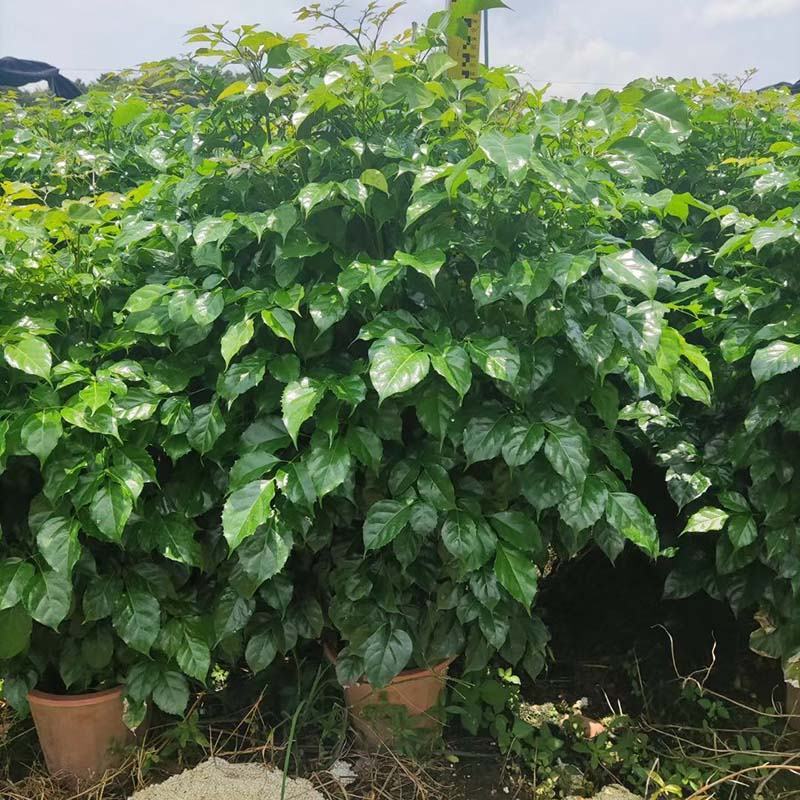 绿宝树盆景批发海南菜豆树盆栽幸福树小红盆报价