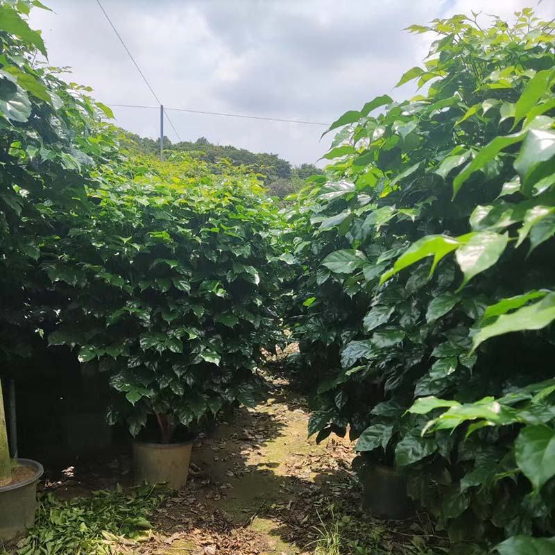 绿宝树盆景批发海南菜豆树盆栽幸福树小红盆报价