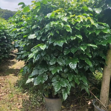 绿宝树盆景批发海南菜豆树盆栽幸福树小红盆报价