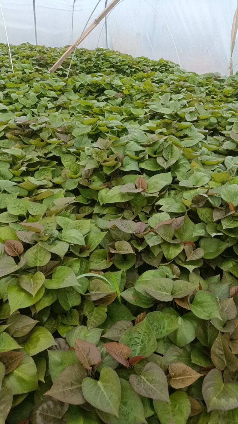 红薯苗，地瓜苗全国接单视频看货