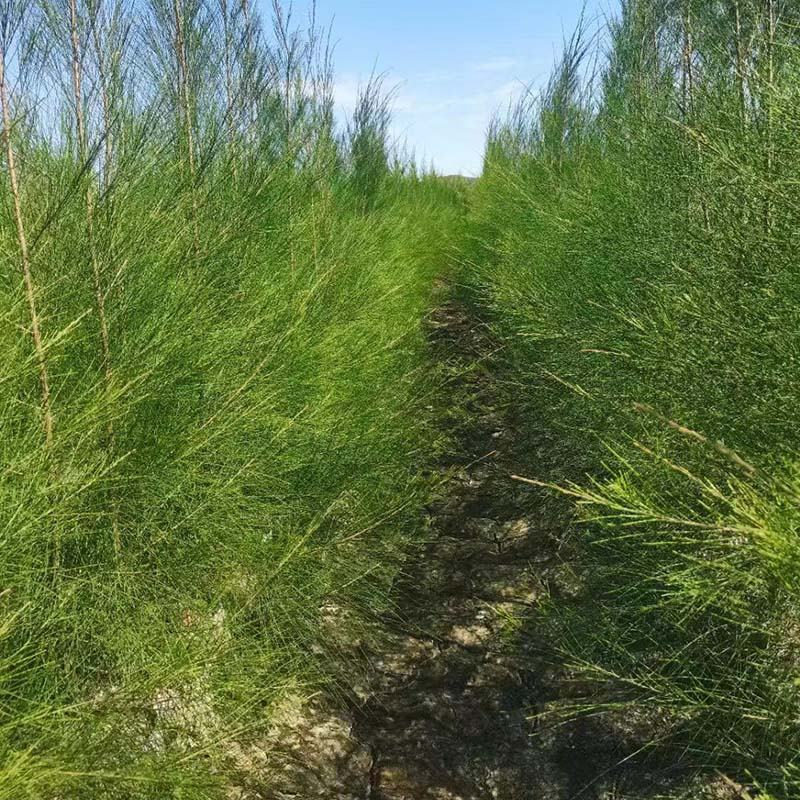 千头木麻黄容器苗绿化木麻黄袋苗自然形木麻黄杯苗