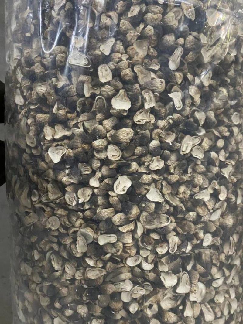 江苏干草菇