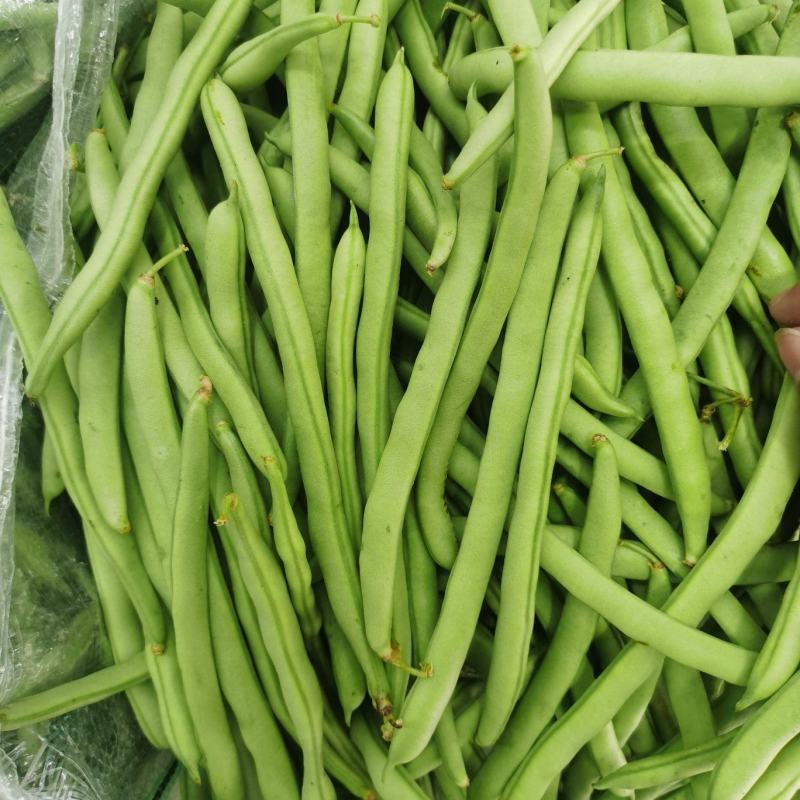 四季豆无筋豆基地直供现采现采新鲜上市