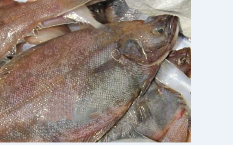 比目鱼自家🚢货