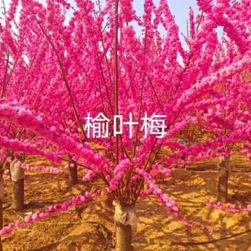 榆叶梅