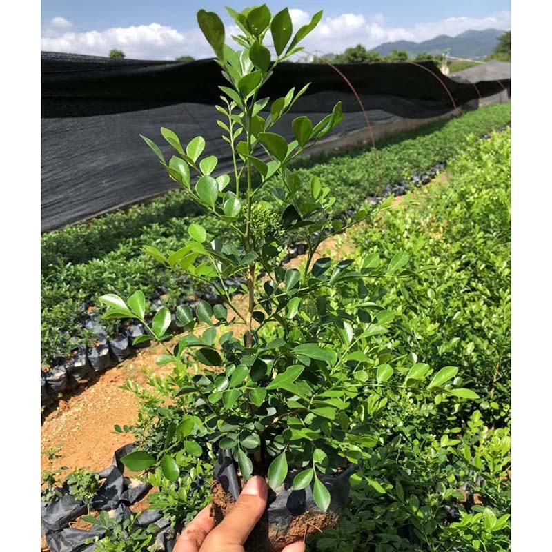 九里香杯苗绿化七里香地被苗四季常青开花芬香