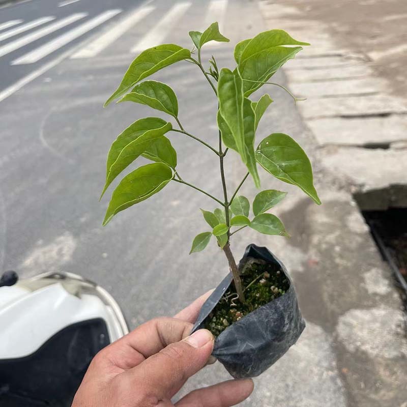 绿化炮仗花小苗批发鞭炮花容器苗炮仗花小袋苗