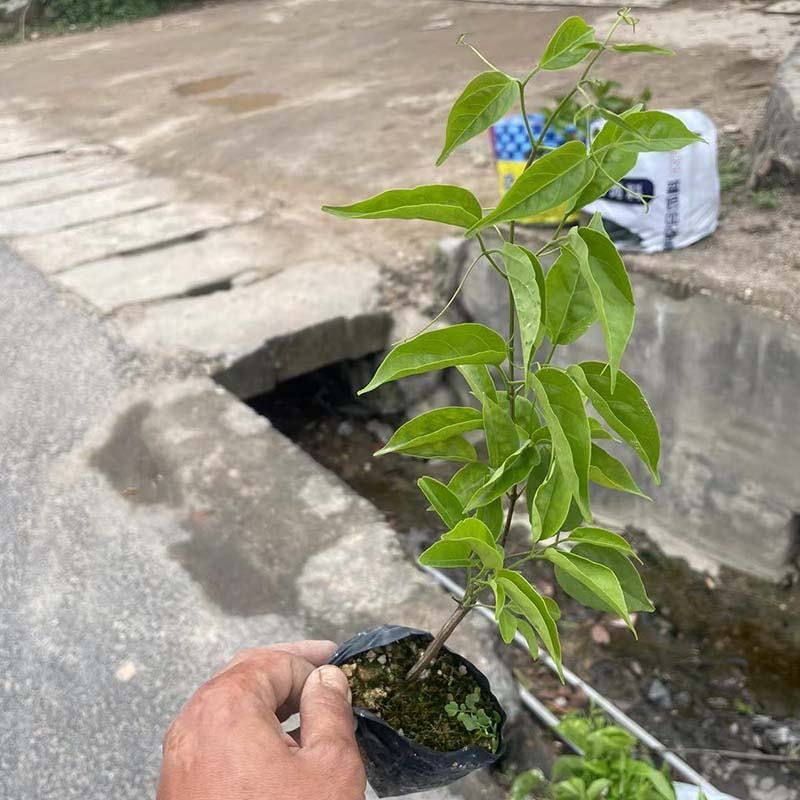 绿化炮仗花小苗批发鞭炮花容器苗炮仗花小袋苗