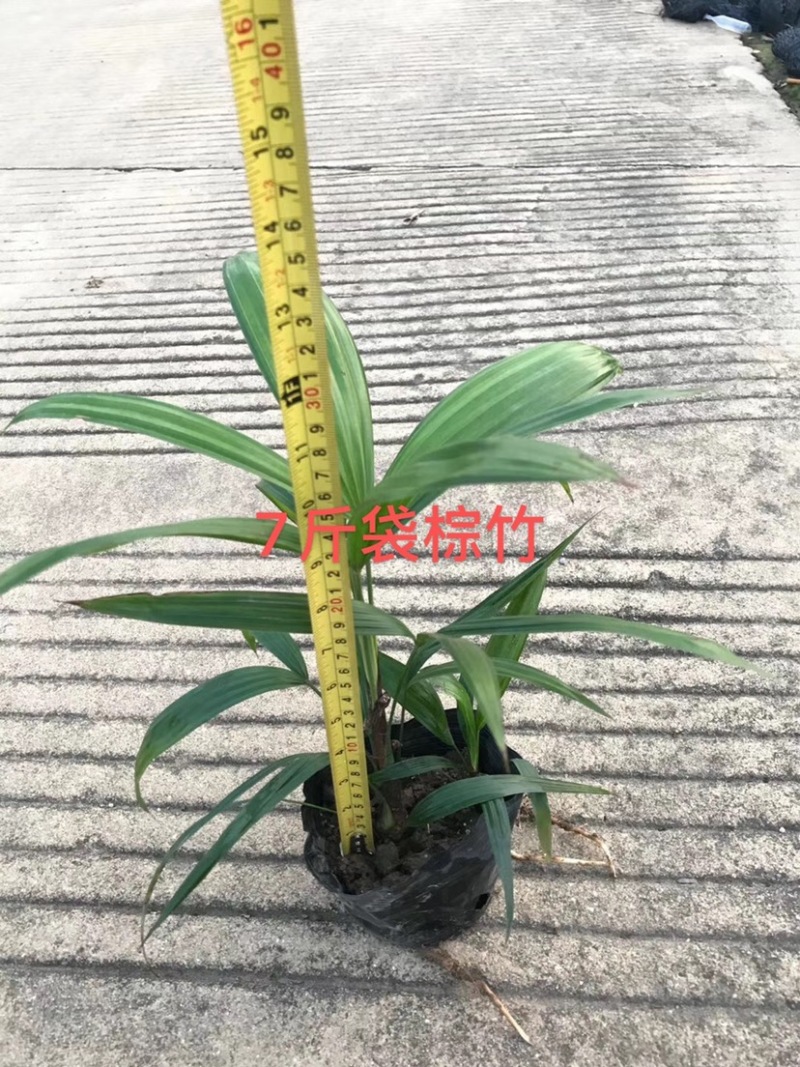 绿化苗木
