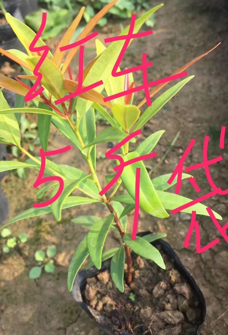 绿化苗木