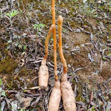 秦岭山脉仿野生天麻干货切片整条统麻