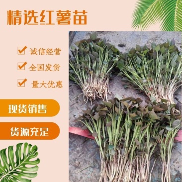西瓜红苗，本基地全部都是脱毒种薯培育种苗，品种齐全，