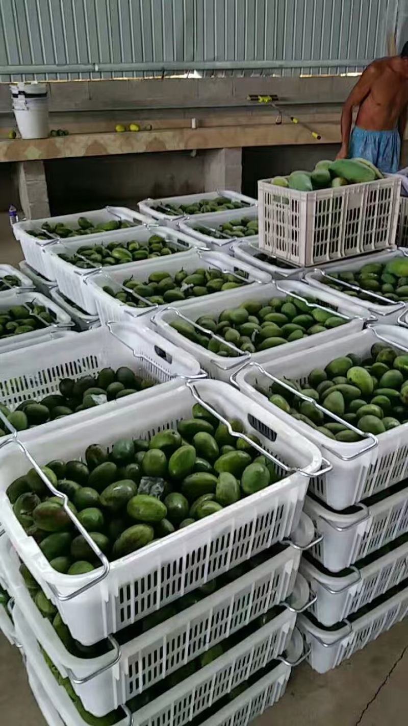 各种品种芒果