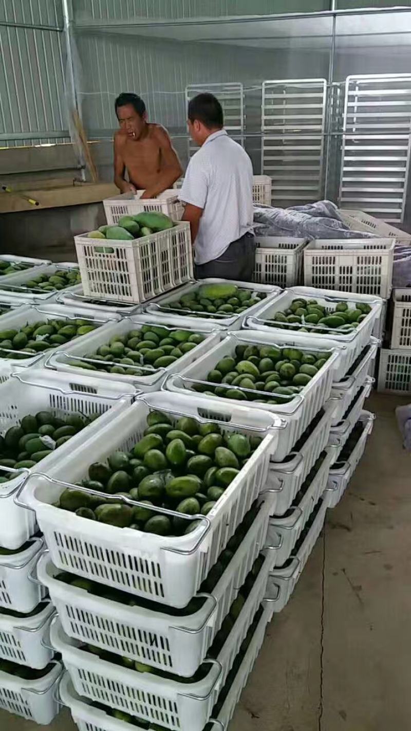 各种品种芒果