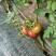 草莓西红柿铁皮西红柿口感好带绿肩有种有苗包回收