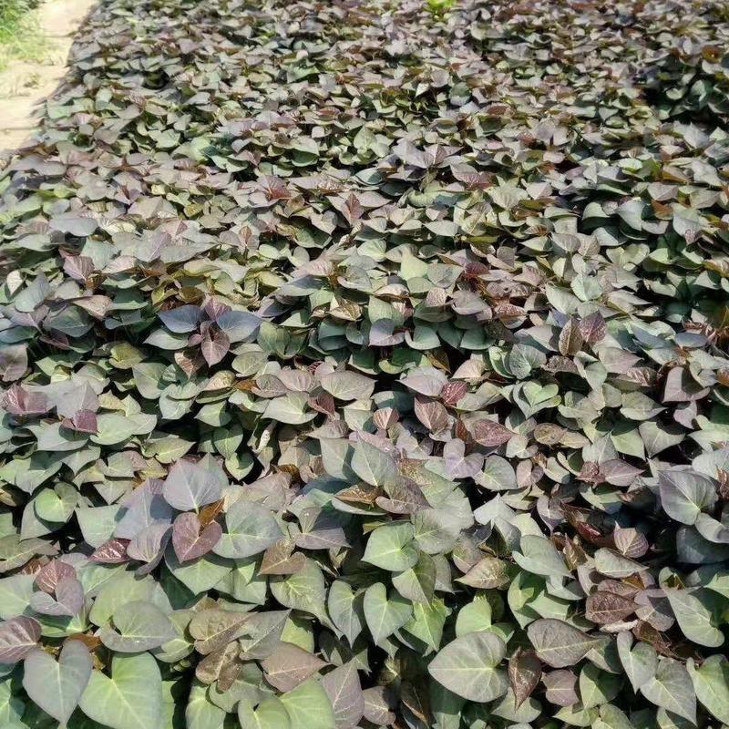 西瓜红苗，本基地全部都是脱毒种薯培育种苗，品种齐全，
