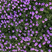 190#紫色美女樱基地大量生产