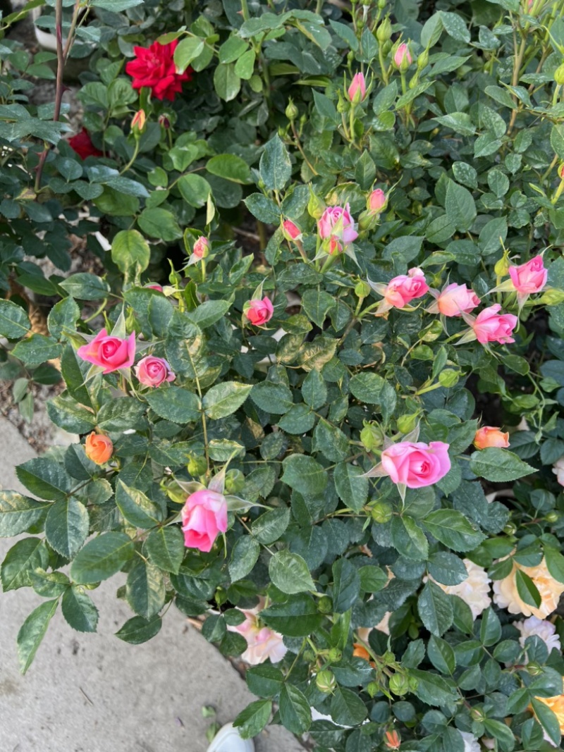 树桩月季基地大量有货量大私聊