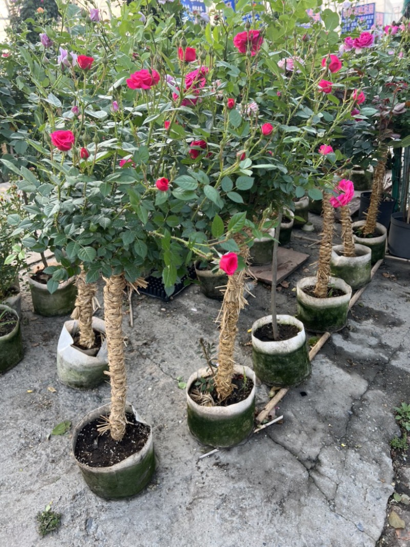 树桩月季基地大量有货量大私聊