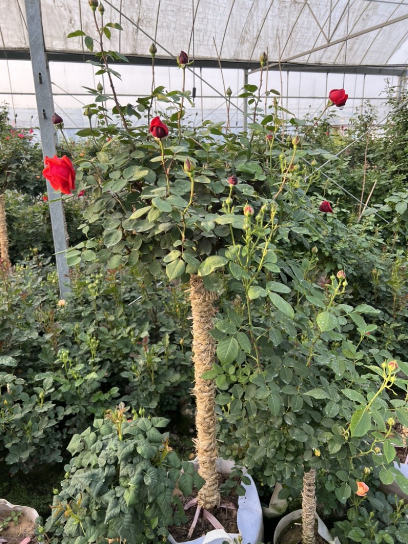 树桩月季基地大量有货量大私聊